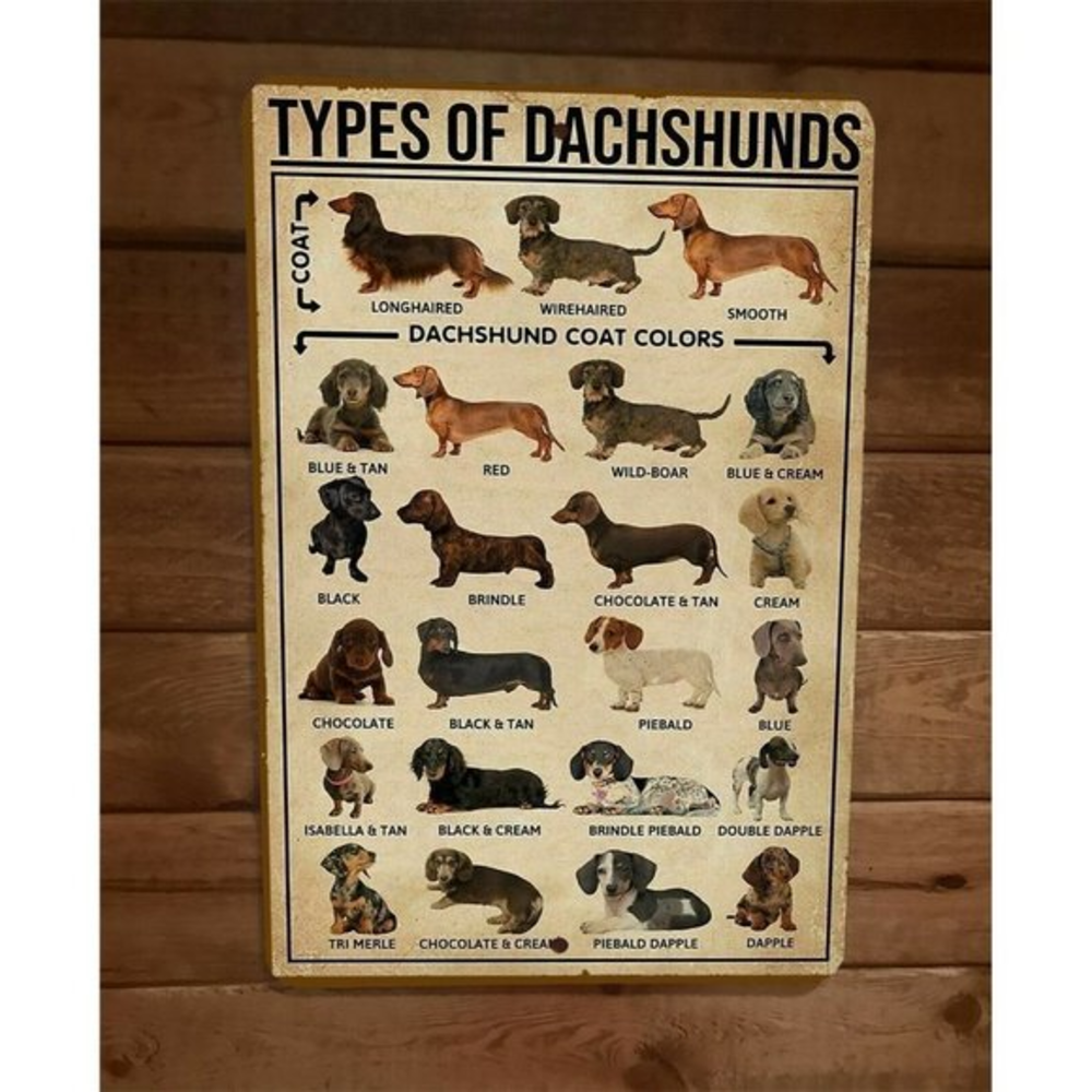 Types of Dachshunds Weiner Dog Animals 8x12‎ Metal Wall Sign